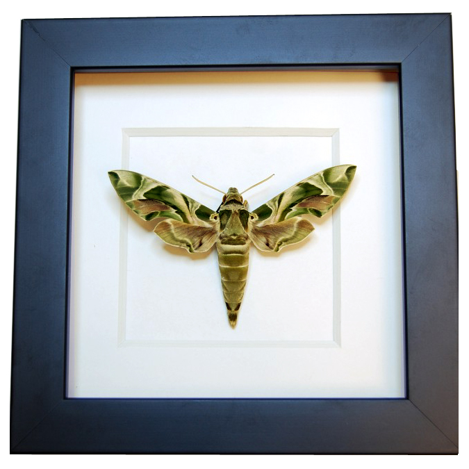 https://www.naturshowroom.com/wp-content/uploads/2014/05/Frame-Oleander-Hawk-Moth1.jpeg