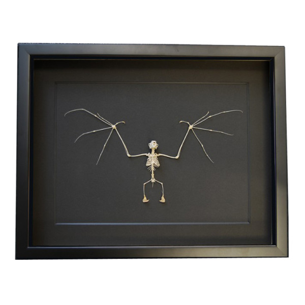 Bat skeleton (large) set in acrylic resin, available at natur.