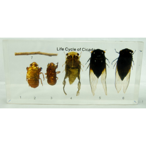 Life Cycle of the Cicada set in acrylic resin, at natur.