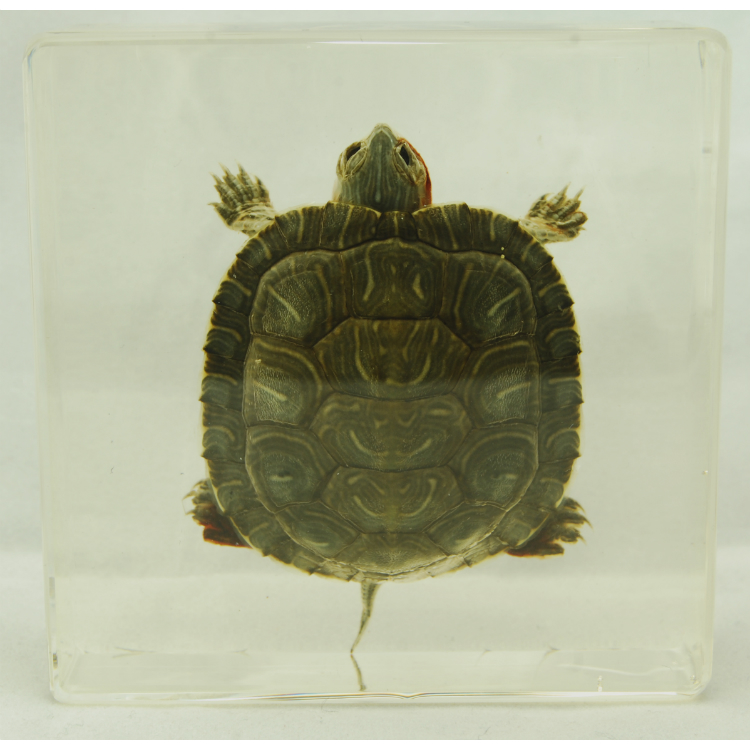 red eared slider turtle toys