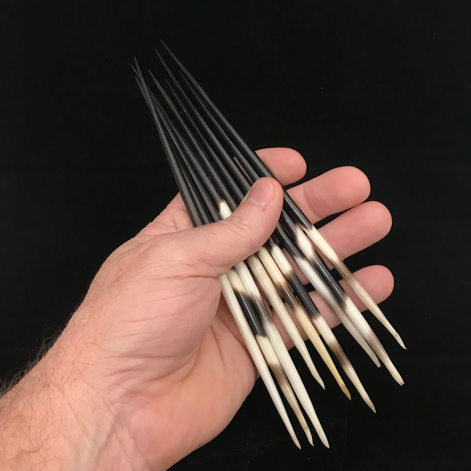 Porcupine Quill 46 African Porcupine Quills Needles Spines Craft