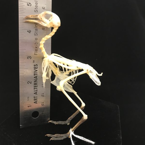 Cute, Barred buttonquail, real bird skeleton (6 ), available at Natur