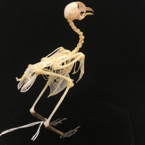 Cute, Barred buttonquail, real bird skeleton (6 ), available at Natur