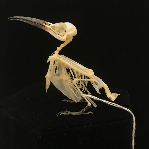 Plain wren-warbler, real bird skeleton (4) available for purchase at Natur.