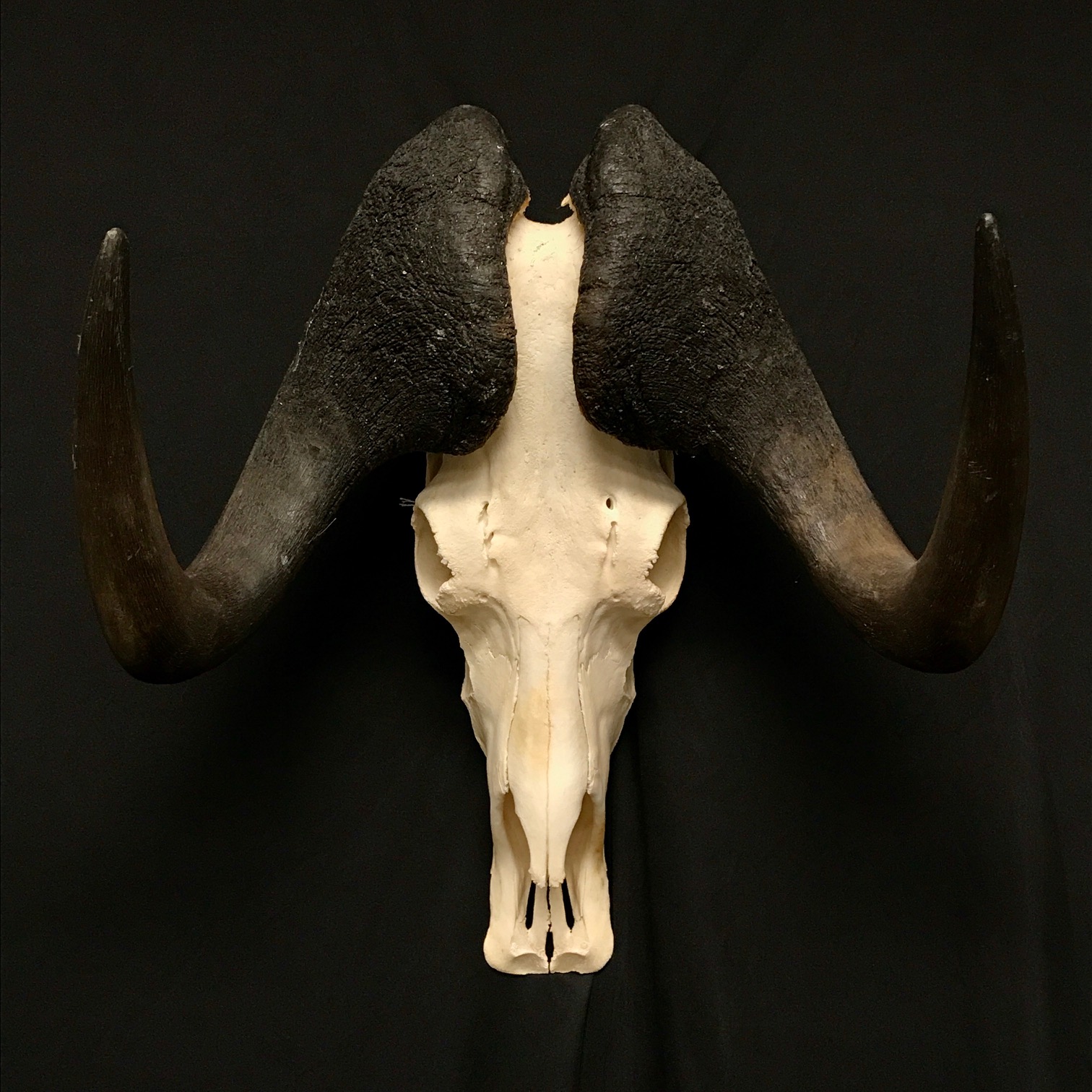 Fantastic Black Wildebeest skull, Real bone, available at Natur