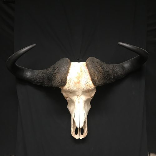 Gorgeous cape buffalo skull, real bone, available for purchase at Natur