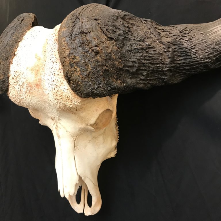 Gorgeous cape buffalo skull, real bone, available for purchase at Natur