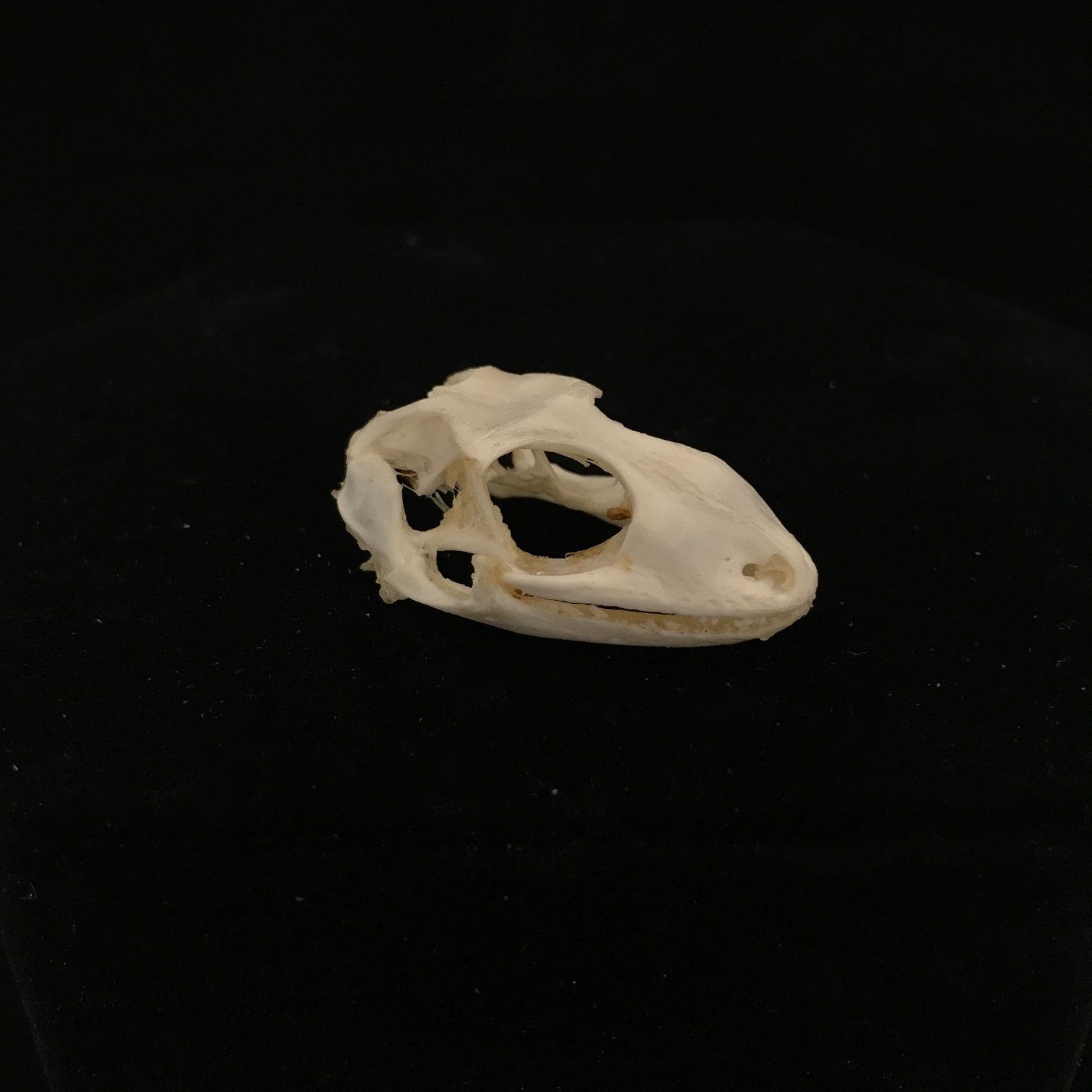 Tiny, Tokay Gecko skull, real bone, available for purchase at Natur.