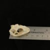 Tokay Gecko 19 skull real bone