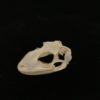 Tokay Gecko 19 skull real bone