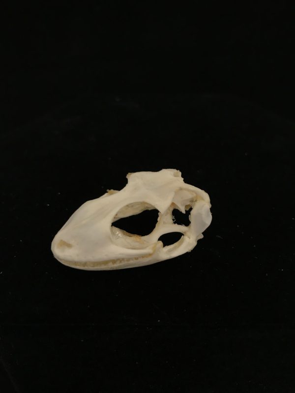 Tokay Gecko 19 skull real bone