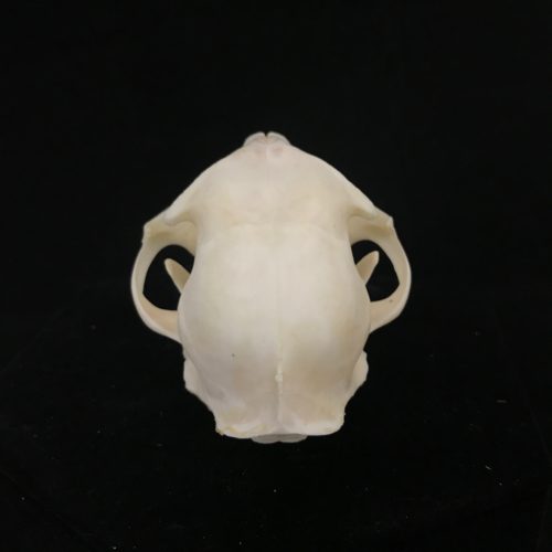 Real bone Domestic/House Cat skull, available for purchase at natur.