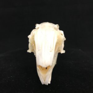 Beautiful Cottontail Rabbit skull for sale from natur. Real bone.