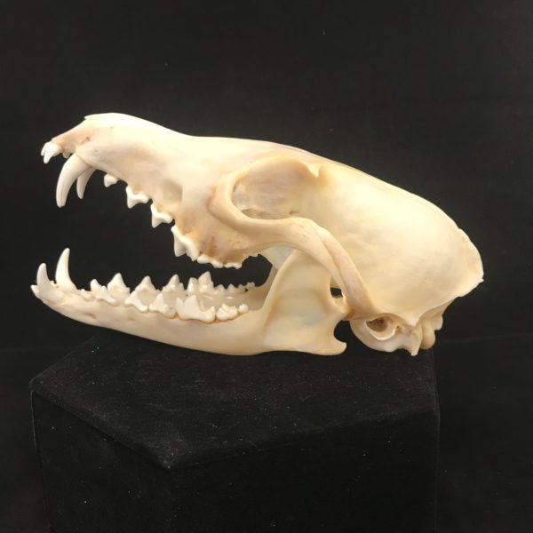 Beautiful, red fox skull with impressive canines, available at Natur