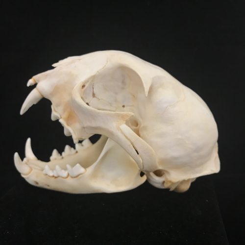 Lynx skull, real bone. This lovely Canada lynx skull is available at natur.