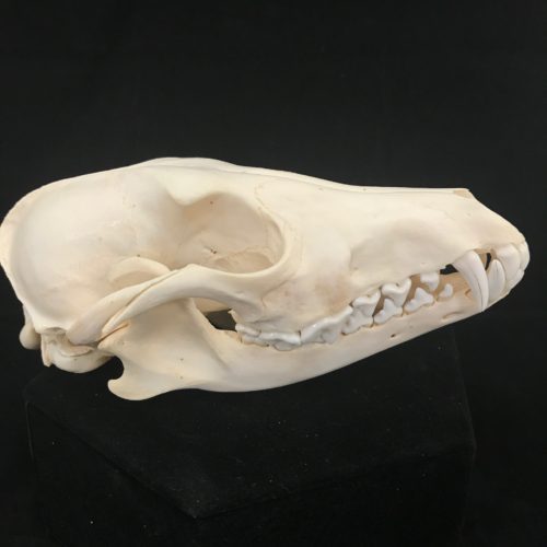 A beautiful jackal skull specimen with great canines as well as great color