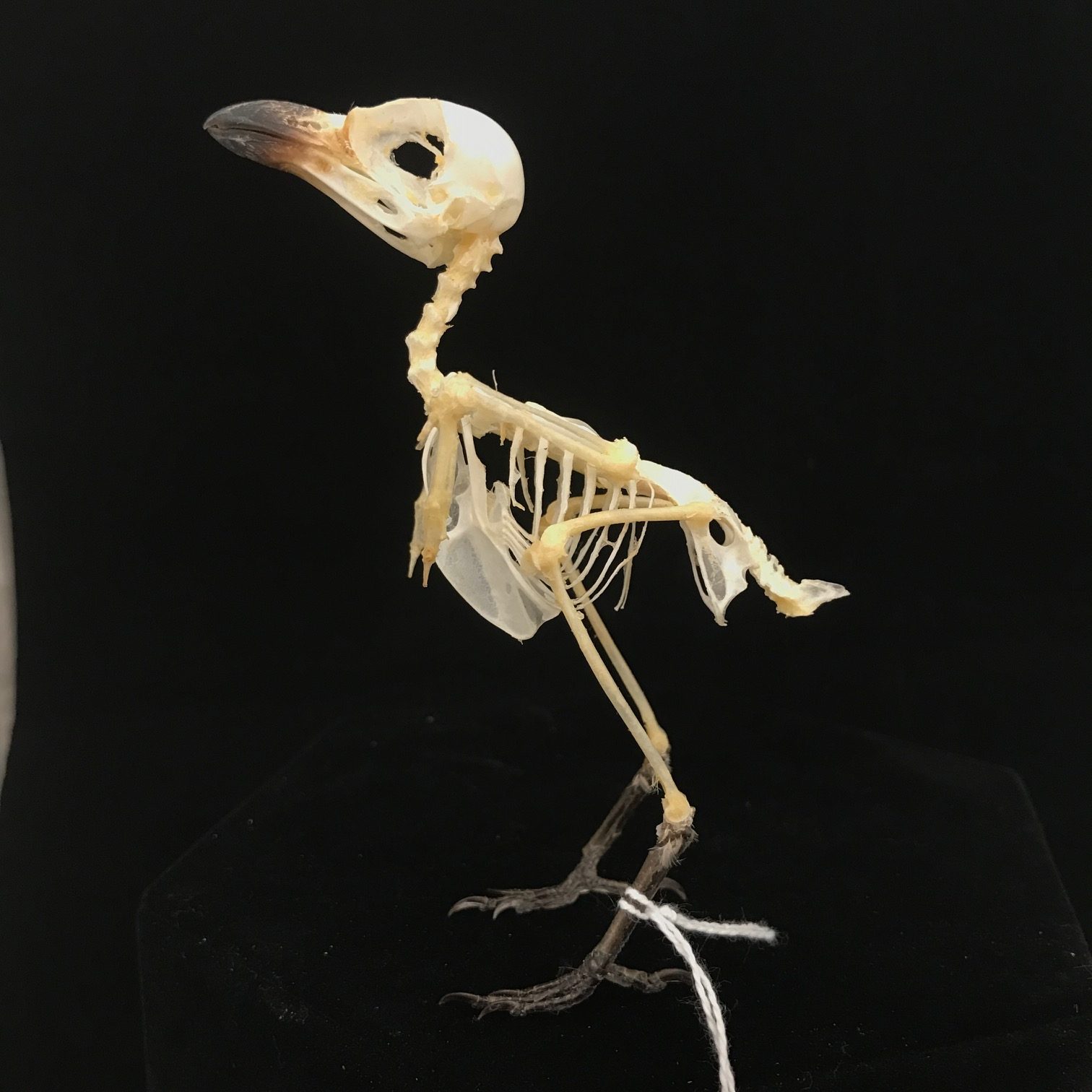 Dainty, Long-tailed shrike, real bird skeleton (8), available at Natur.