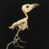 Long-tailed shrike 8 real bird skeleton