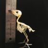 Long-tailed shrike 8 real bird skeleton