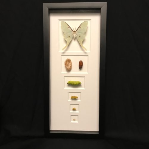 North American Luna moth, mounted in a black, wooden frame, at natur.