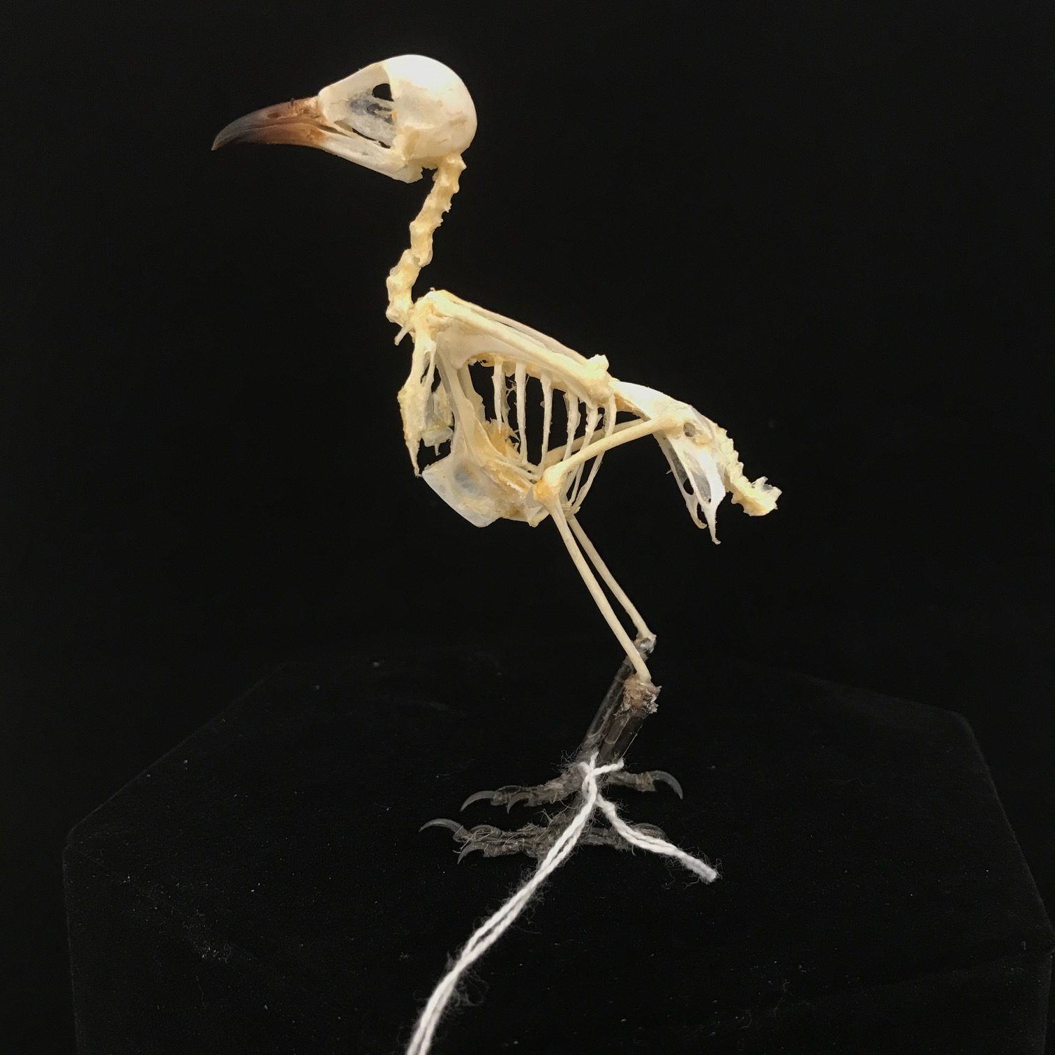 Charming, sooty headed bulbul bird skeleton, available at Natur.