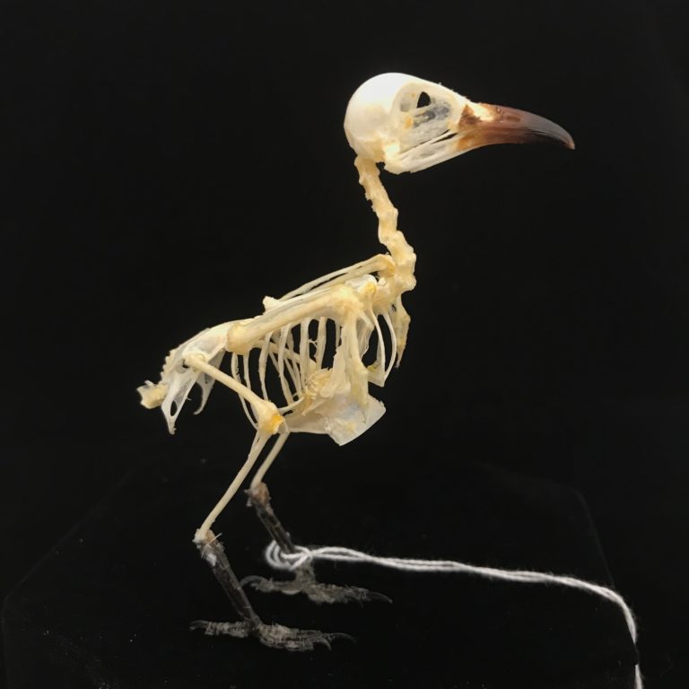 Plain wren-warbler, real bird skeleton (4) available for purchase at Natur.