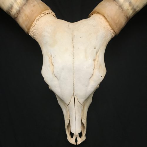 Stunning Watusi skull, fabulous horns, available for purchase at natur