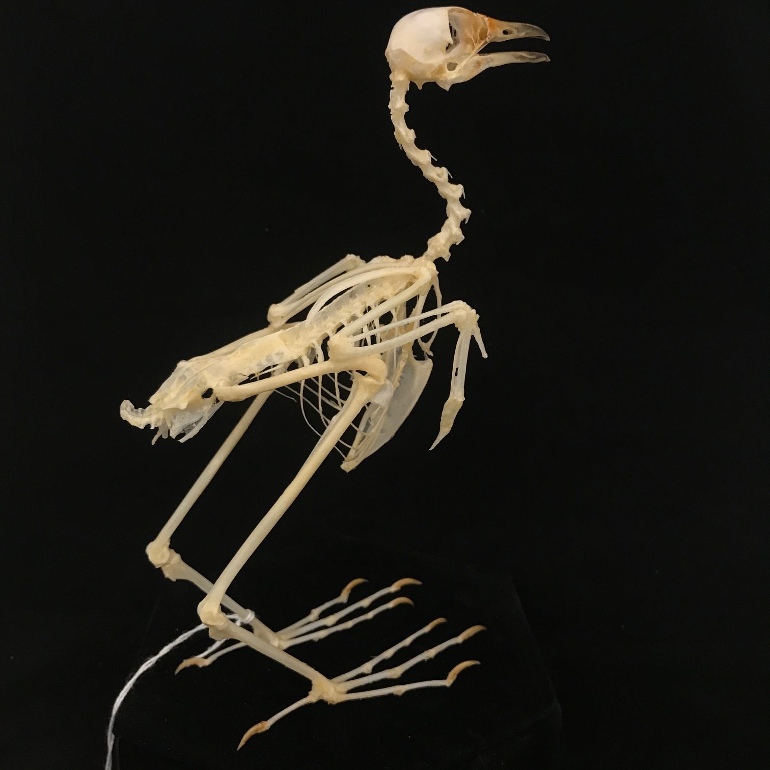 Charming, White-breasted waterhen skeleton (10), available at Natur.