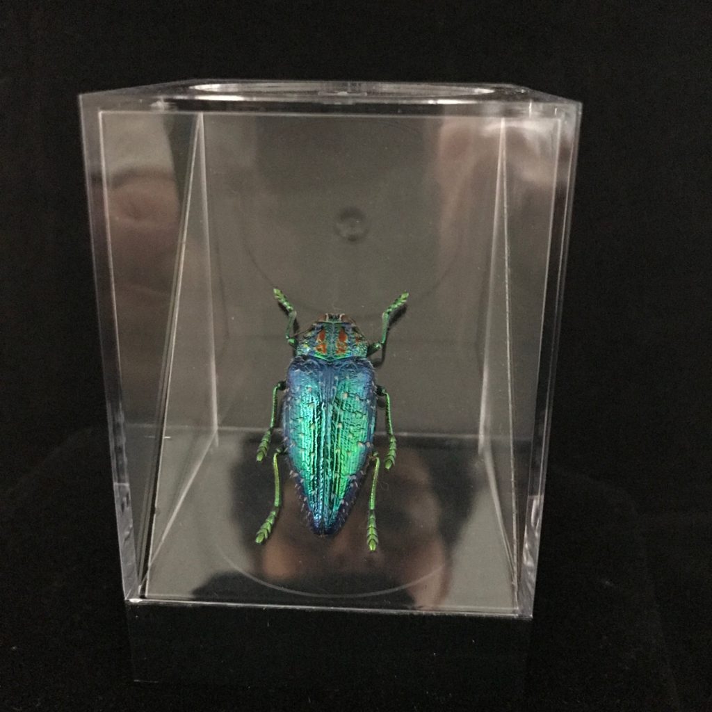 Madagascan Jewel Beetle, mounted in an acrylic box, at natur.