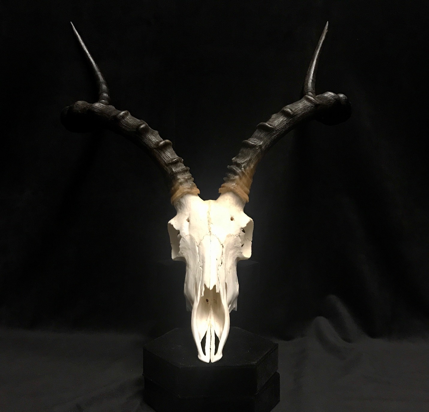 Elegant Impala skull, real bone, available for purchase at natur.