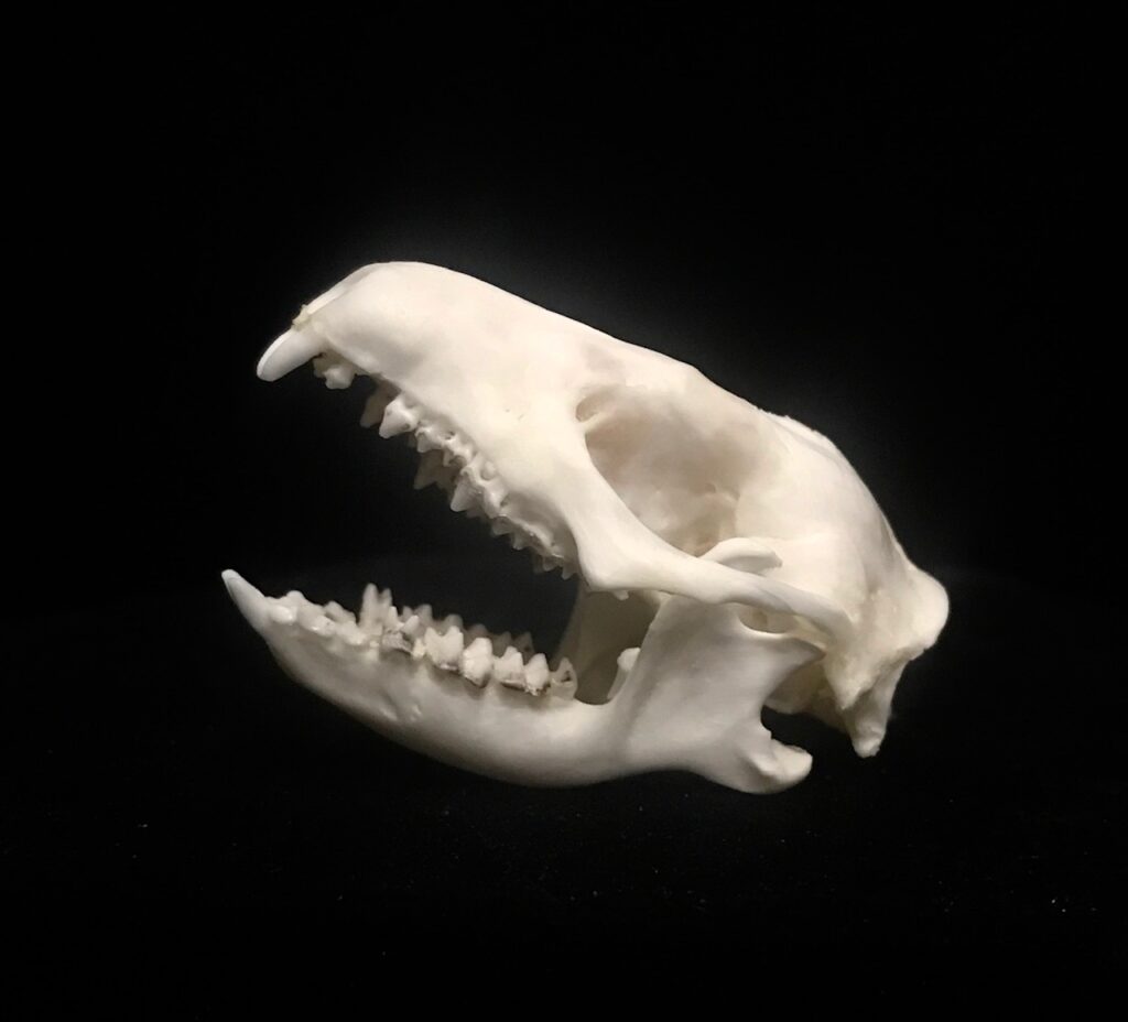 Charming Hedgehog skull, real bone, available for purchase at natur.