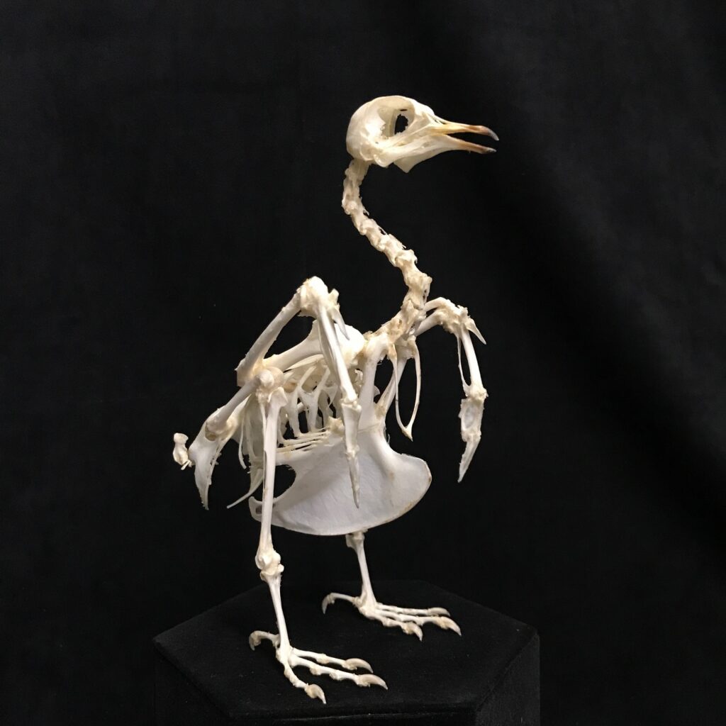 Domestic Pigeon Skeleton, real bone, available at natur