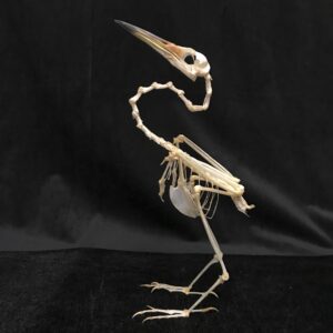 graceful pond heron skeleton