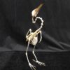 graceful pond heron skeleton