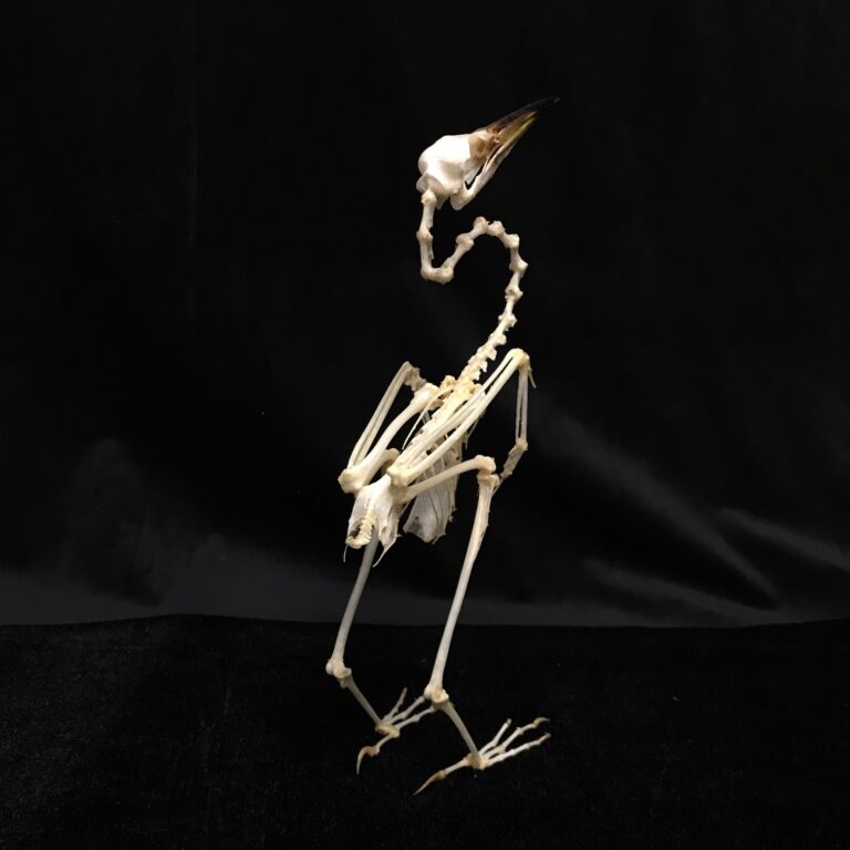 Elegant Javan Pond Heron Skeleton, available for purchase at natur