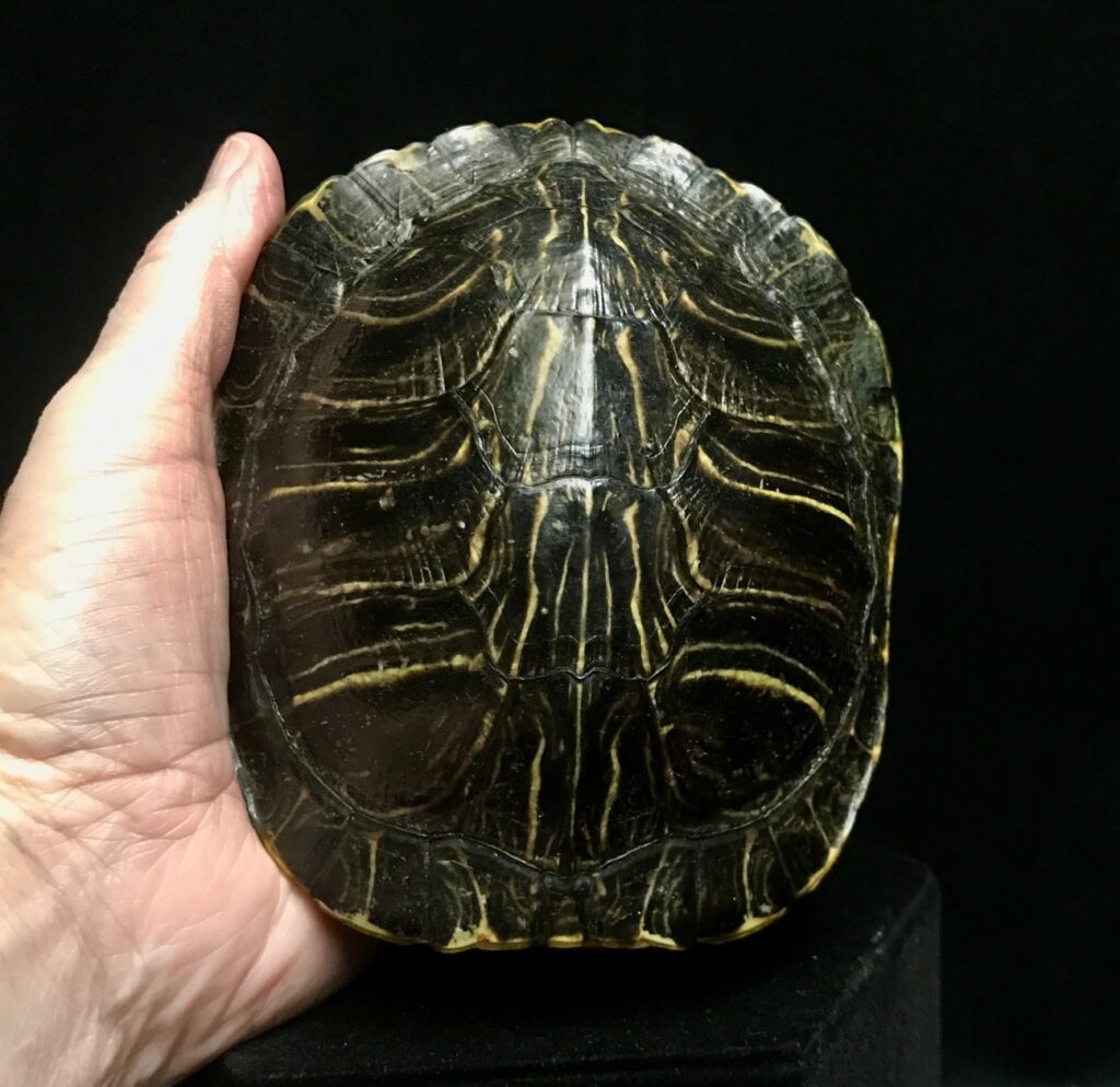 Petite red eared slider turtle shell, available for purchase at natur