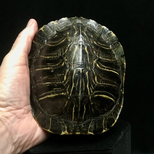 Petite Red Eared Slider Turtle Shell, Available For Purchase At Natur