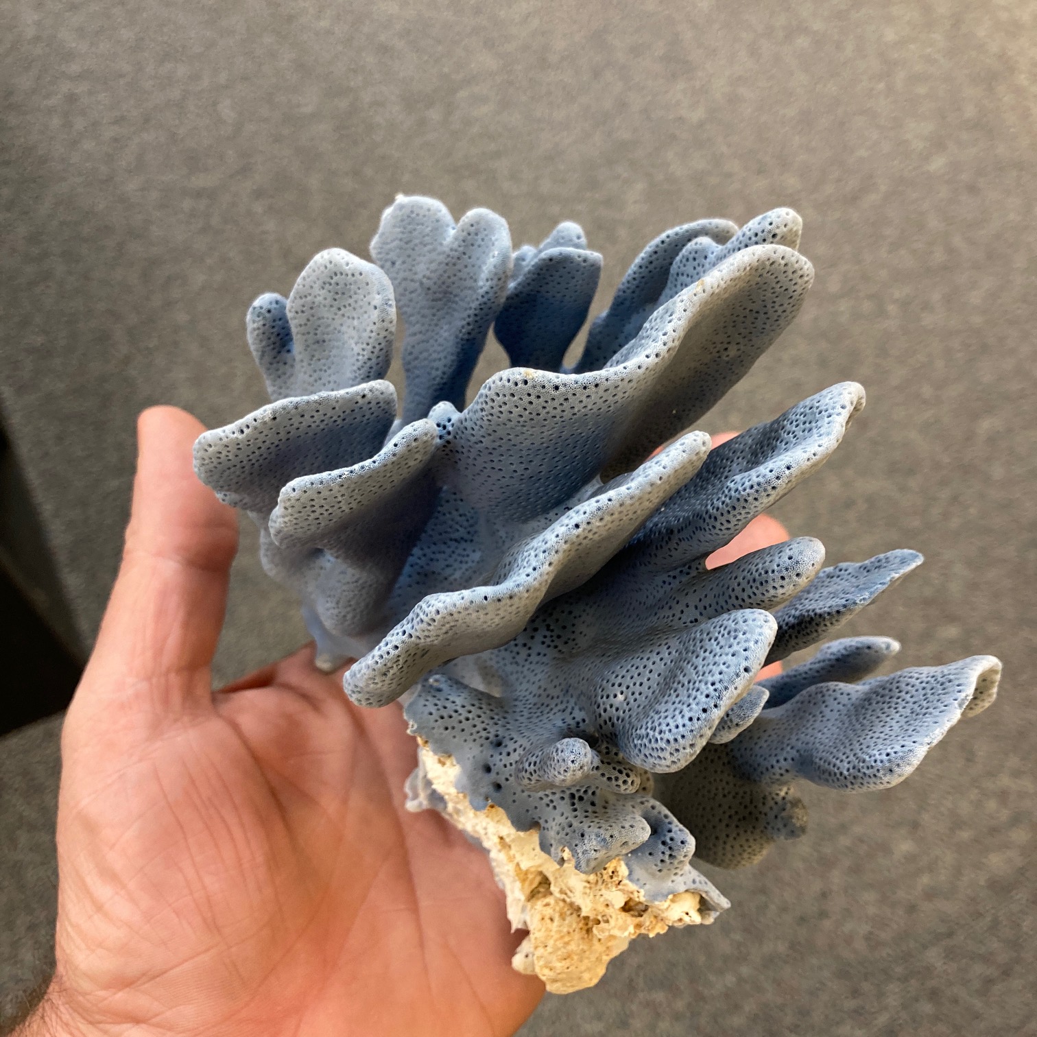 Beautiful Blue Coral Specimen, available for purchase at natur