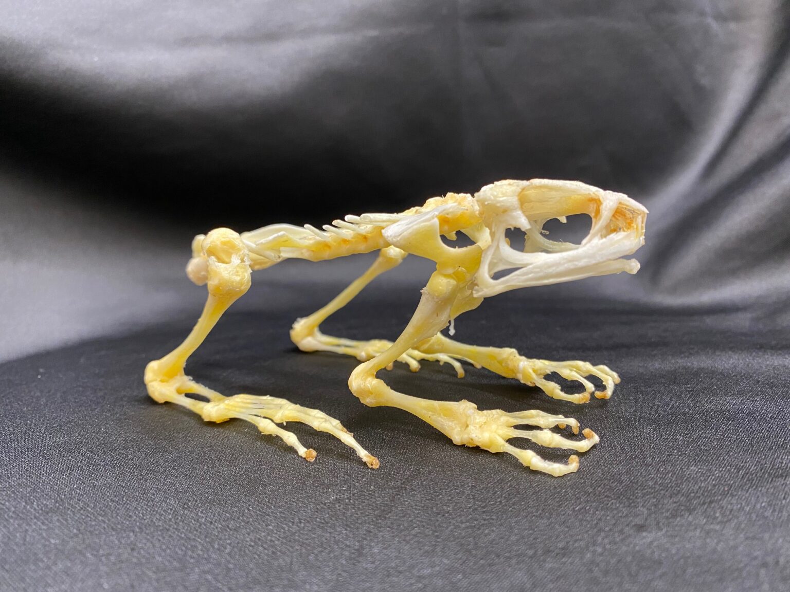 Fanged river frog skeleton, available for purchase at natur