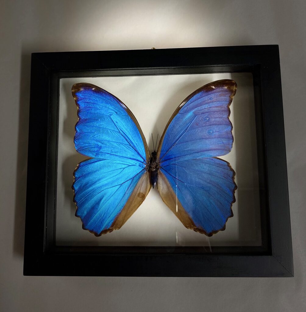 Gorgedous Morpho Didius Butterfly, available for purchase at natur