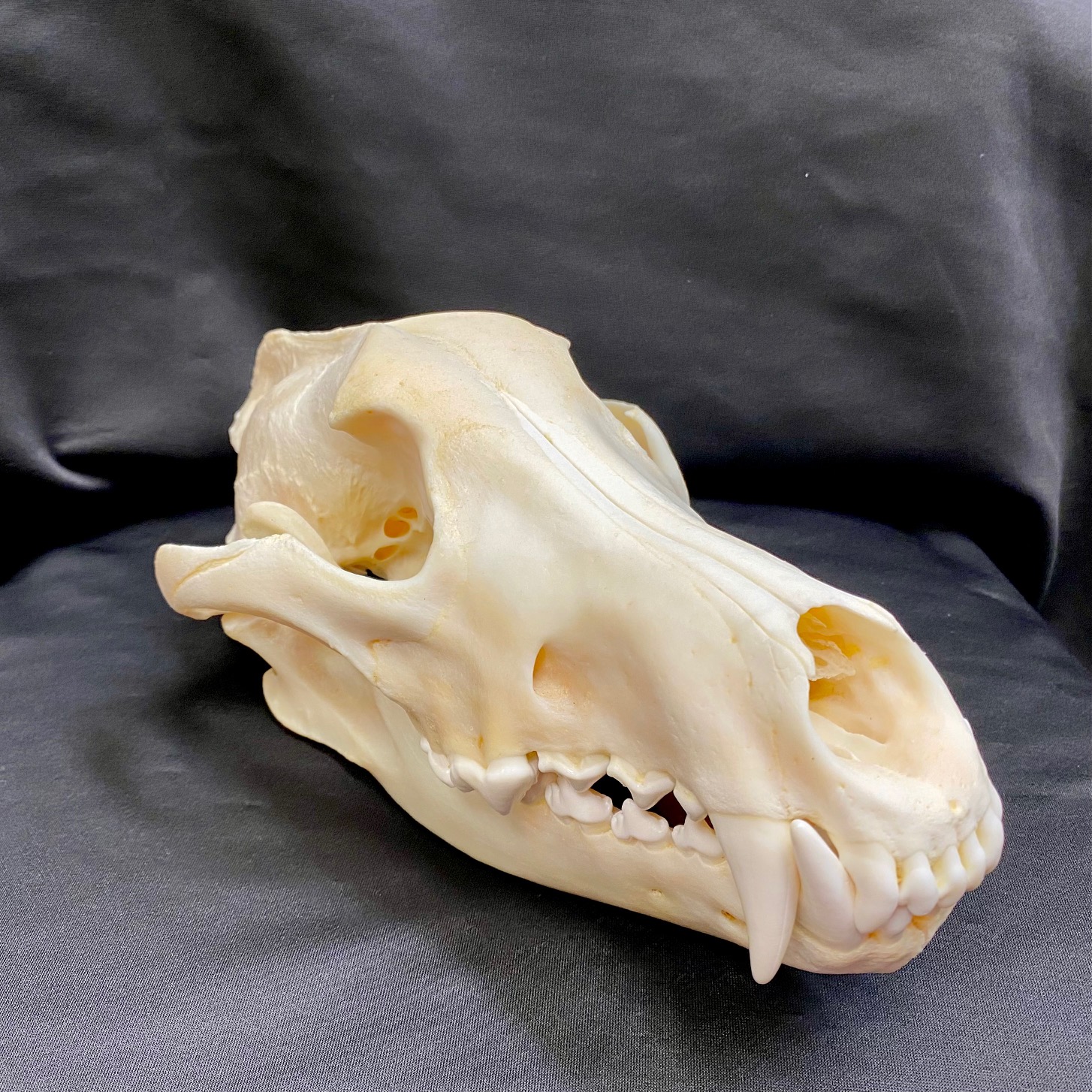 wolf skull measurements