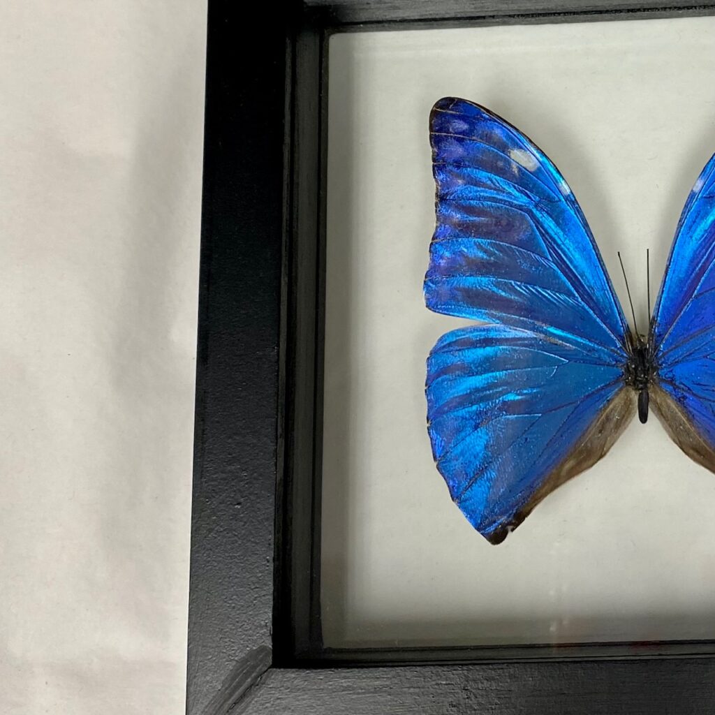 Morpho Marcus butterfly, mounted on glass, available at natur