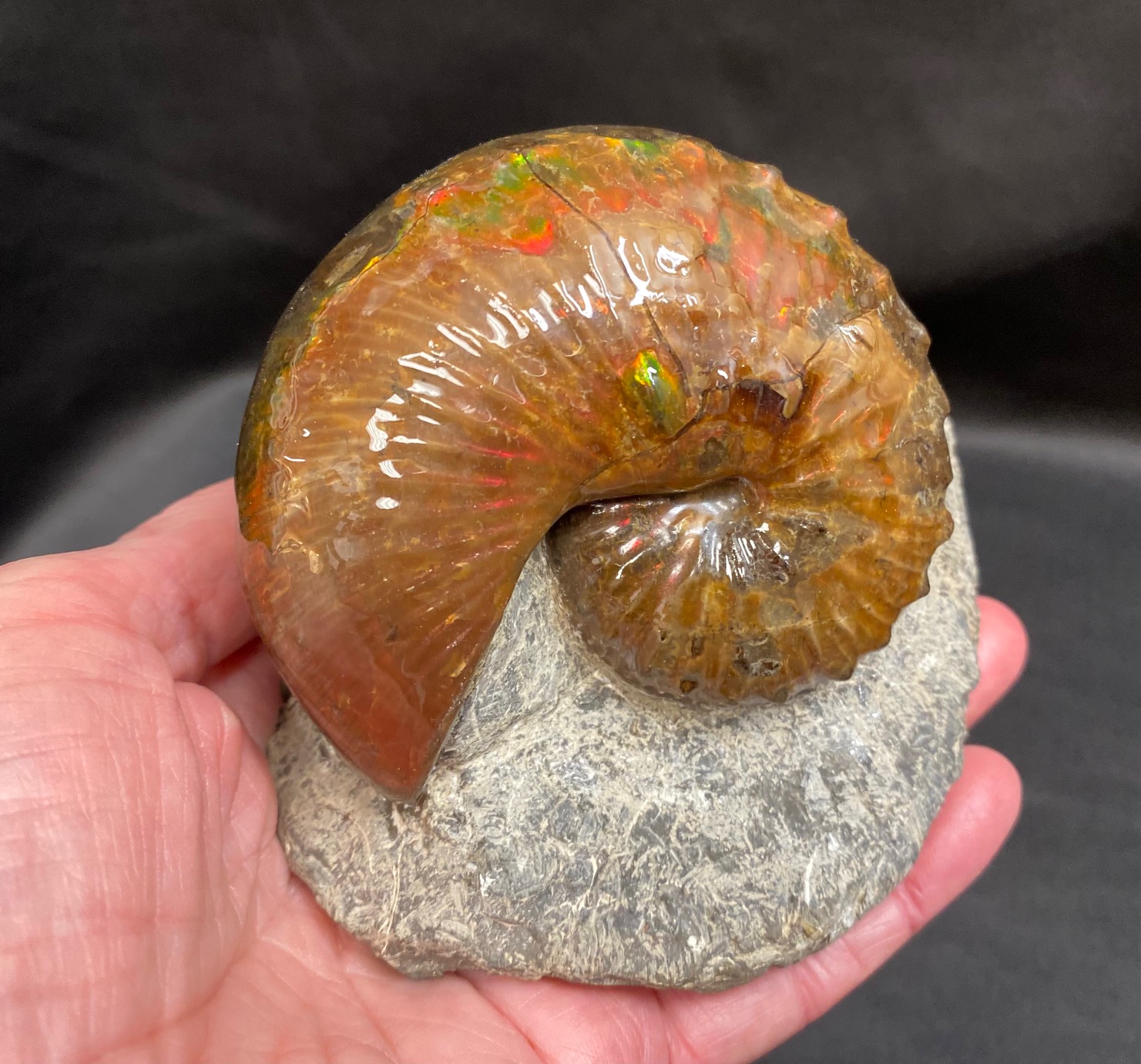 Stunning ammonite fossil with aragonite shell, at natur