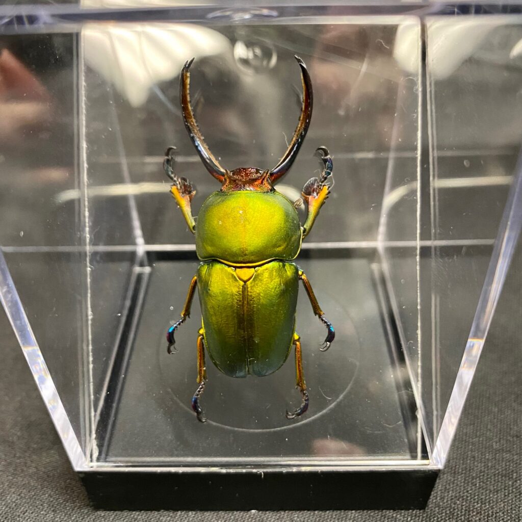 Vibrant sawtooth beetle, mounted in an acrylic box