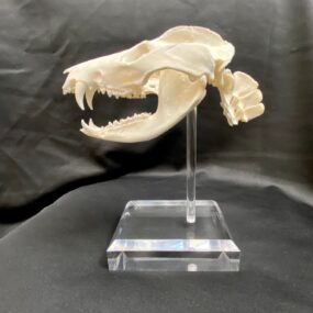 Lizard, Bearded Dragon Skeleton, Museum quality specimen. - nātür showroom  - Museum quality insects, butterflies and natural history collectibles,  artifacts and gifts