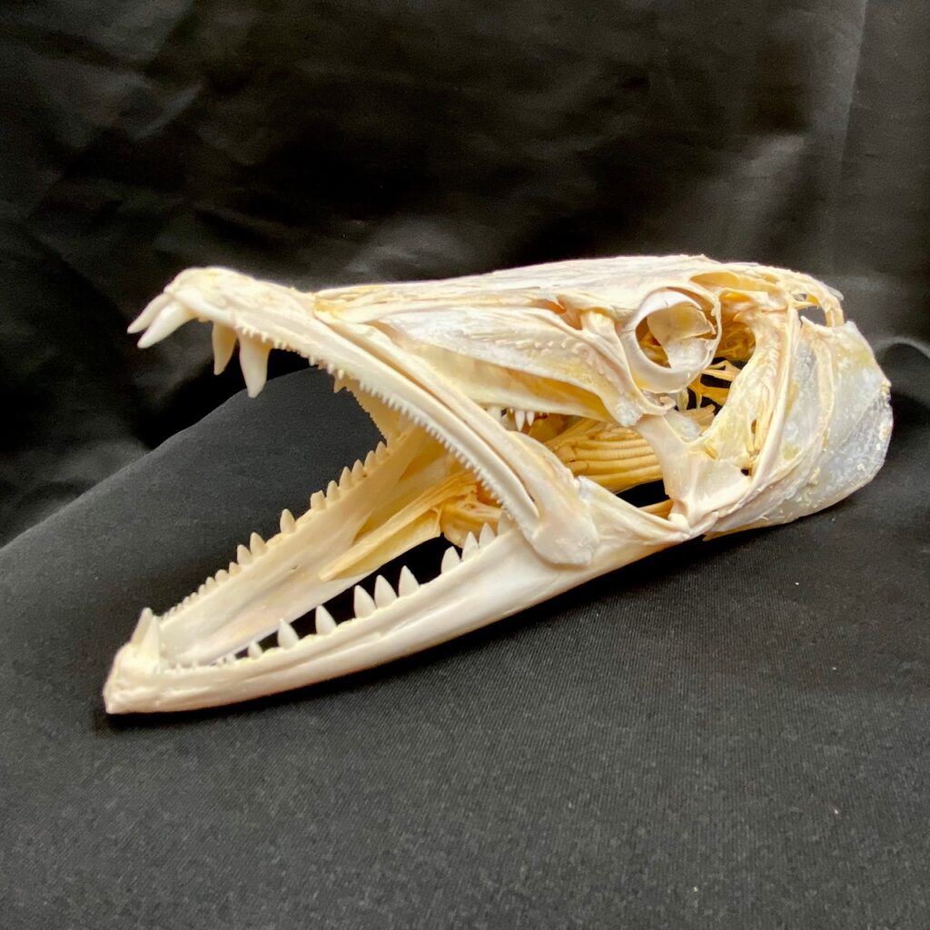 Fascinating, great barracuda skull, available at natur showroom