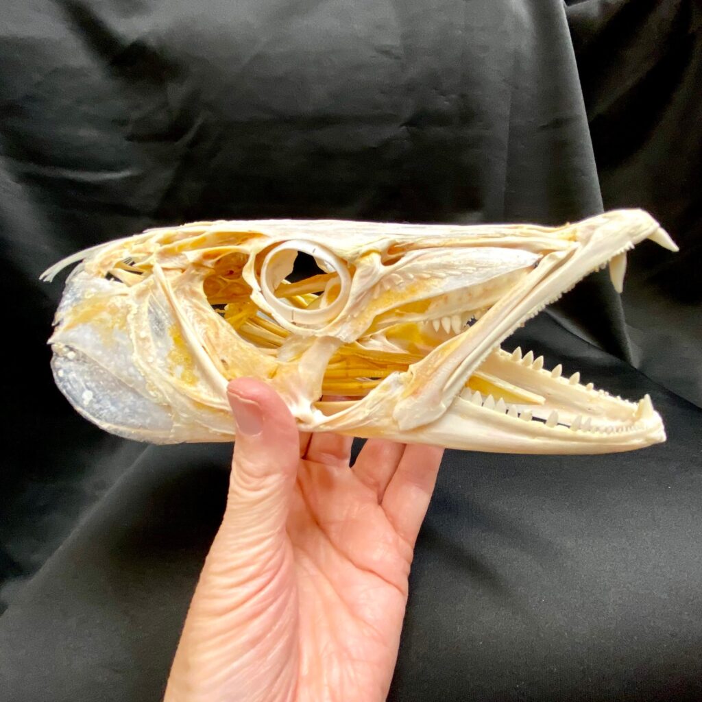 Fascinating, great barracuda skull, available at natur showroom