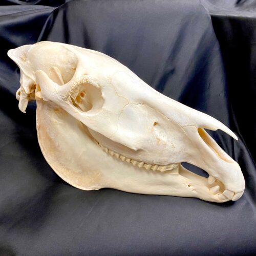 Zebra skull, real bone, available at natur showroom