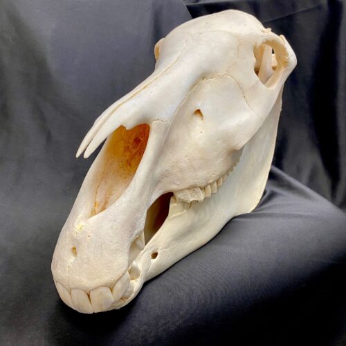 Zebra skull, real bone, available at natur showroom