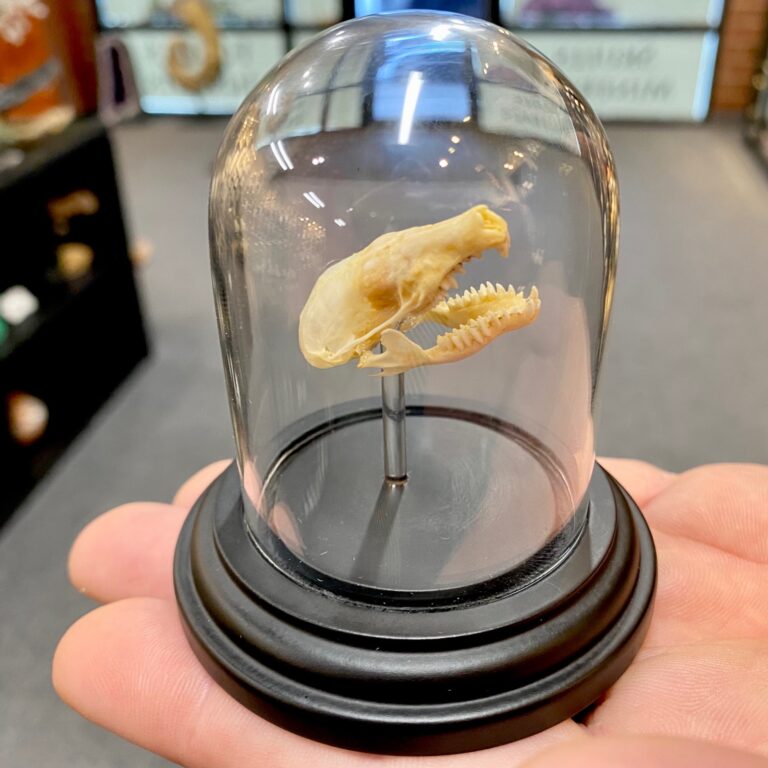 Eastern Mole Skull In Tiny Dome, At Natur Showroom